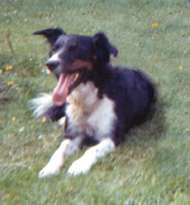 The real Roobarb, Grange Calveley's dog